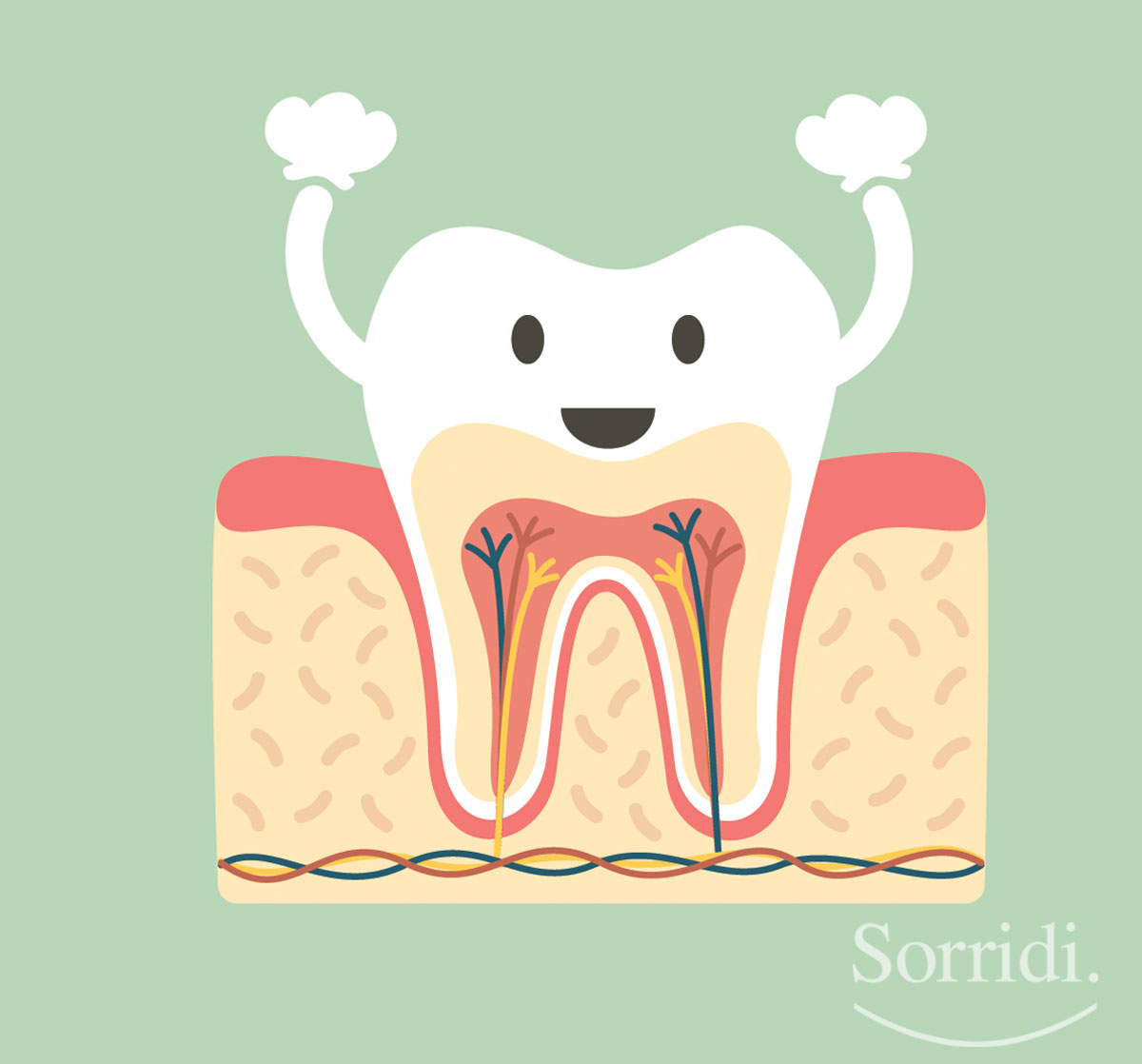 Sorridi-ch-magazine-come-e-fatto-un-dente